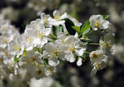 Malus_sargentii.jpg
