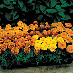 Marigold%20Janie%20Mix[1].jpg