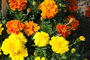 Marigold%20Safari%20mix[1].jpg