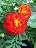 Marigold%20Safari%20red[1].jpg