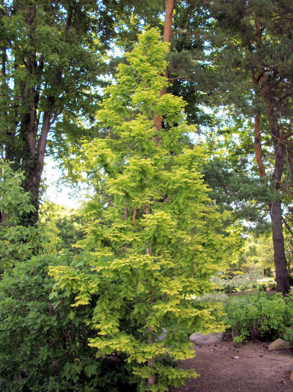 Metasequoia glyptostroboides Gold Rush.jpg