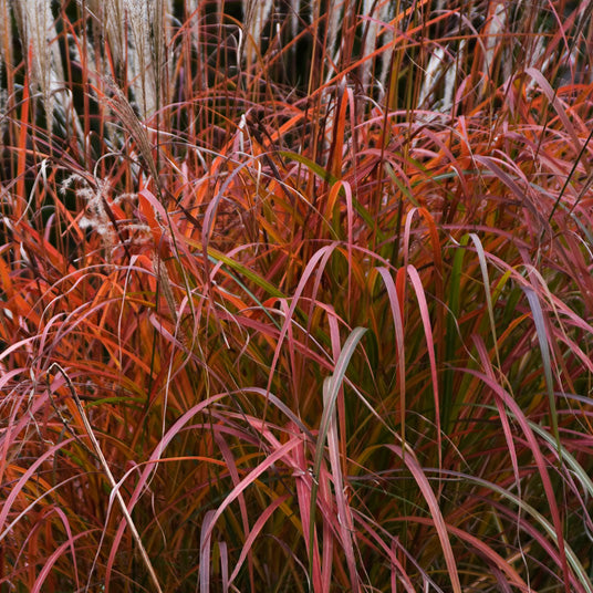 Miscanthus-Fire-Dragon-001_courtesyofplanthaven.jpg