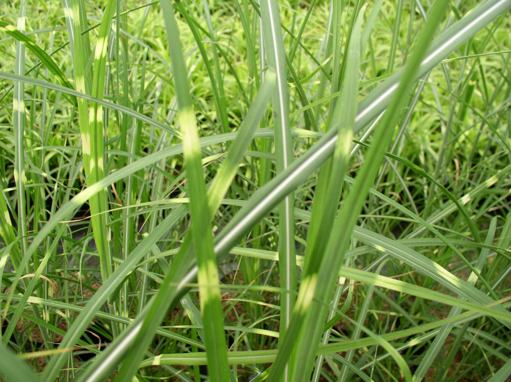 Miscanthus Zebrinus.jpg