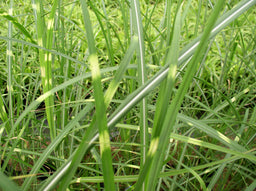 Miscanthus Zebrinus.jpg
