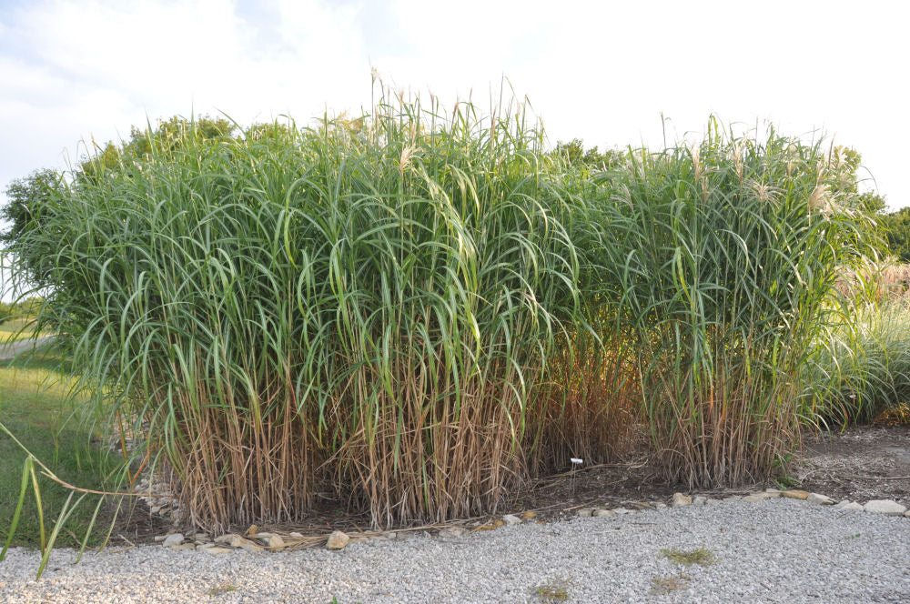 Miscanthus_floridulus_Giganteus.JPG
