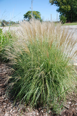 Miscanthus_sinensis_Adagio.JPG