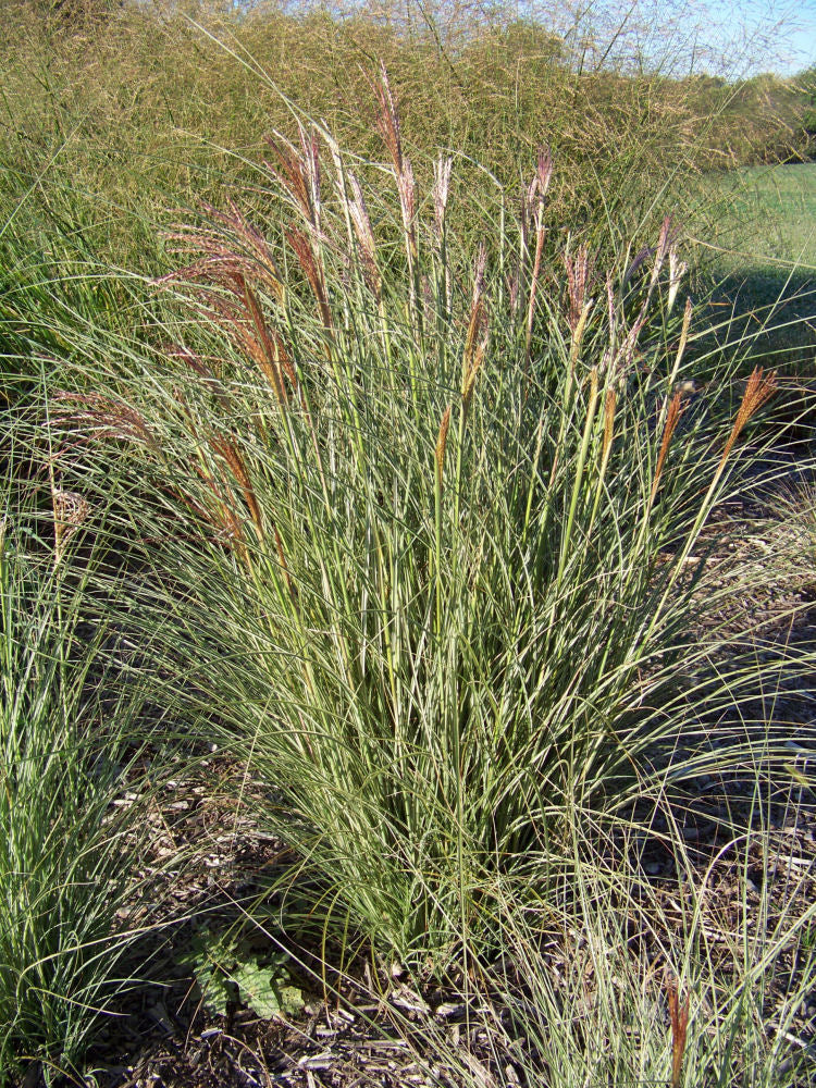 Miscanthus_sinensis_Morning_Light.JPG