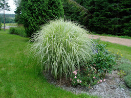 Miscanthus_sinensis_Variegatus.jpg
