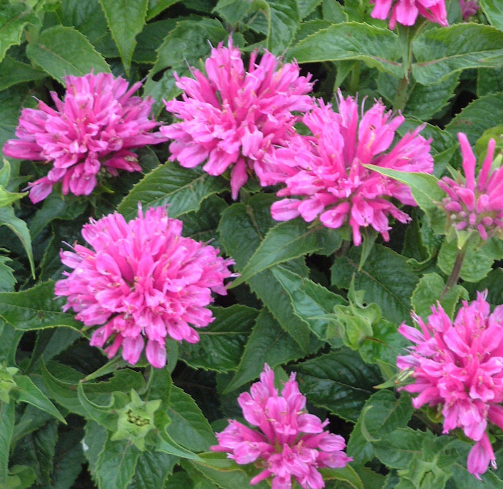MonardaPetite-Delight.jpg
