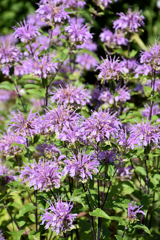 Monarda Blue Stockiing.jpg