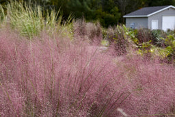 Muhlenbergia Candy Floss_APJ23_CCPW1.jpg