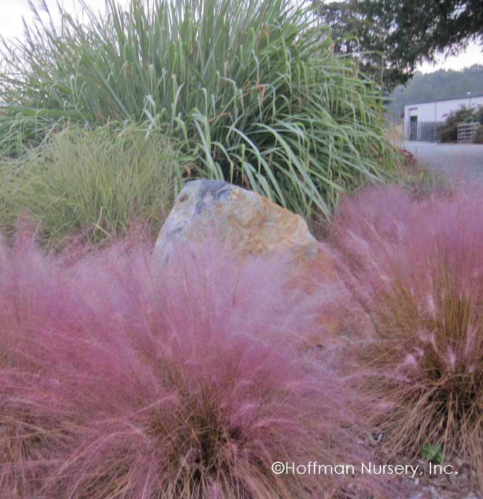 Muhlenbergia_capillaris_04.jpg