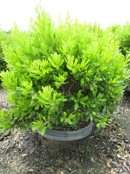 Myrica pennsylvanica.jpg