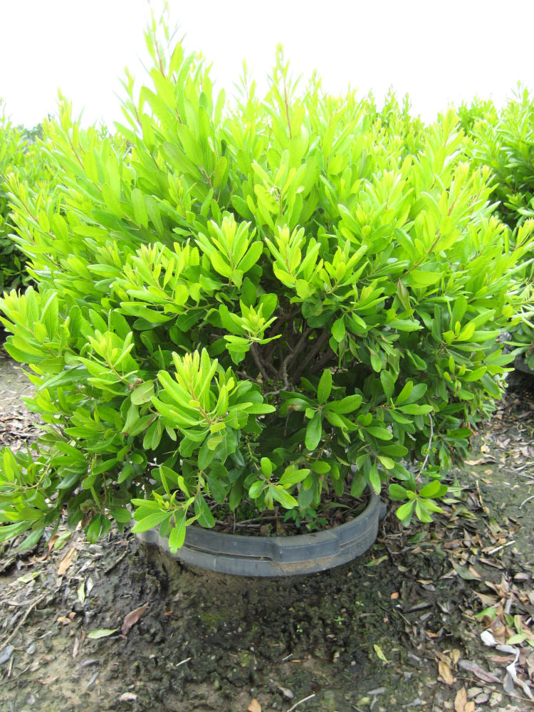 Myrica pennsylvanica.jpg