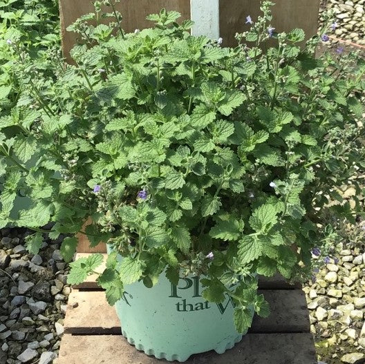 NEPETA SYLVESTER BLUE G1 PTW2.jpg