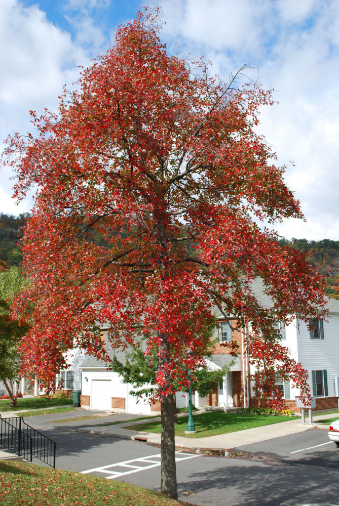 NYSSA SYLVATICA.jpg