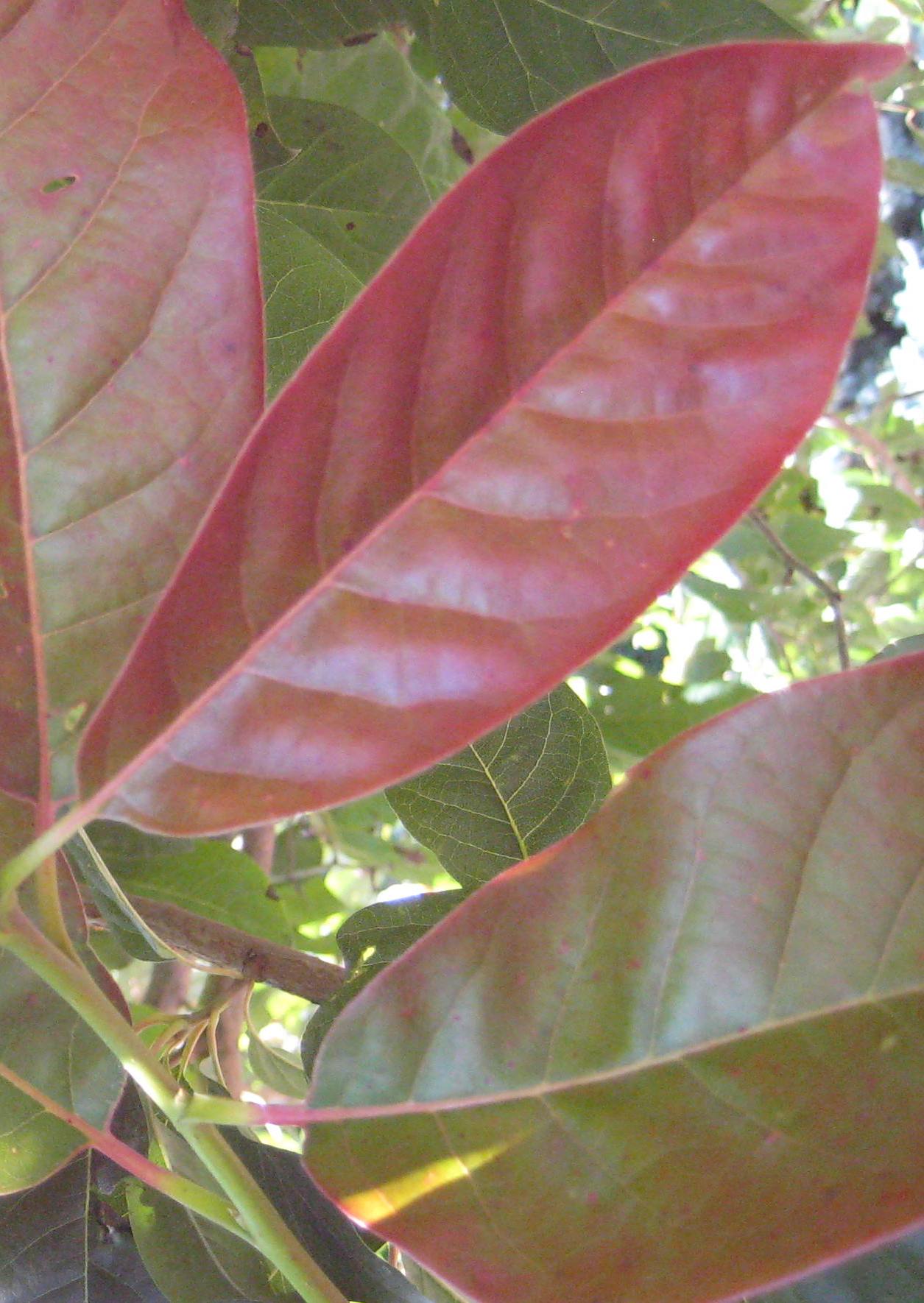 NYSSA WILDFIRE FOLIAGE.jpg