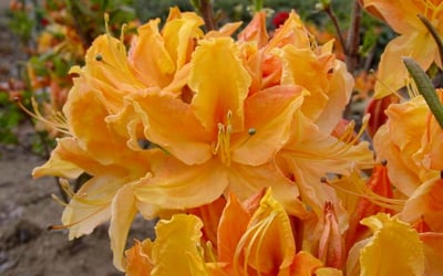 Native-Azalea-Golden-Lights-4.jpg
