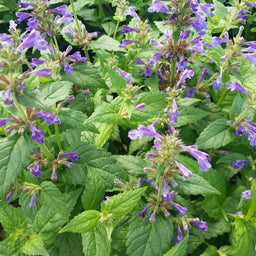 Nepeta Neptune_.jpg