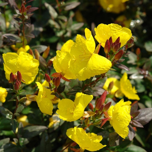 Oenothera_Fireworks.jpg
