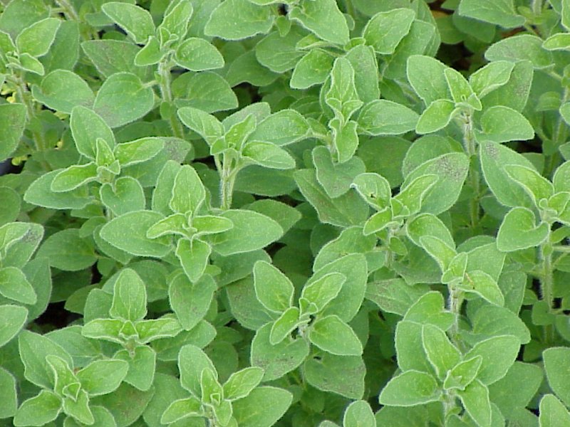 Oregano%20Greek[1].jpg