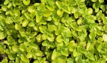 Oregano%20golden[1].jpg