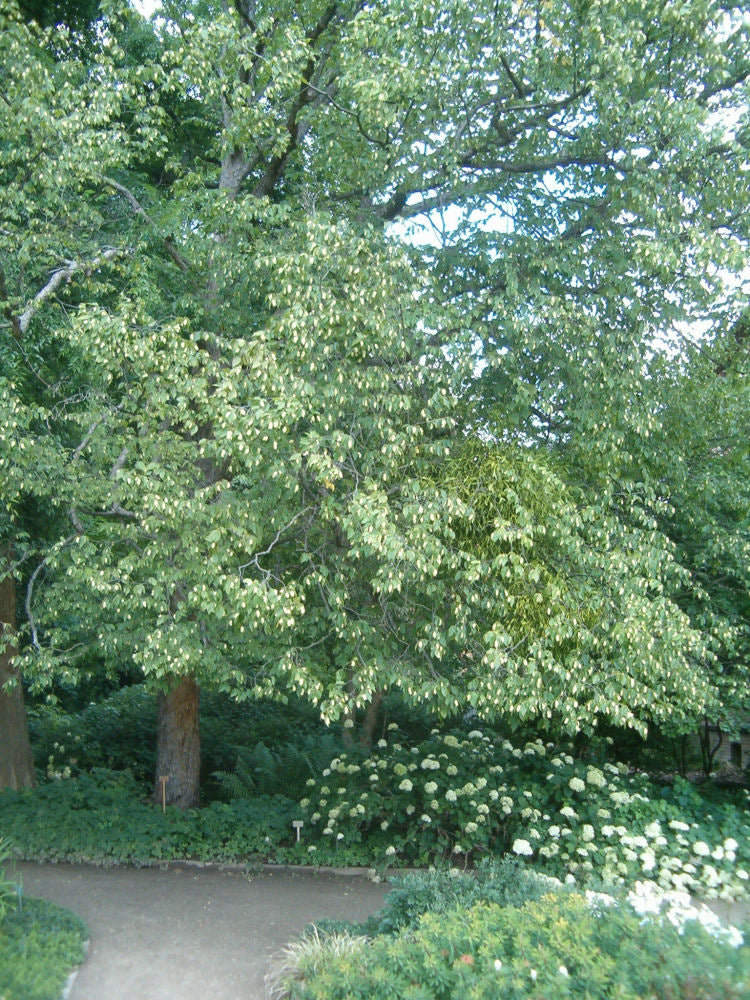 Ostrya_virginiana.JPG