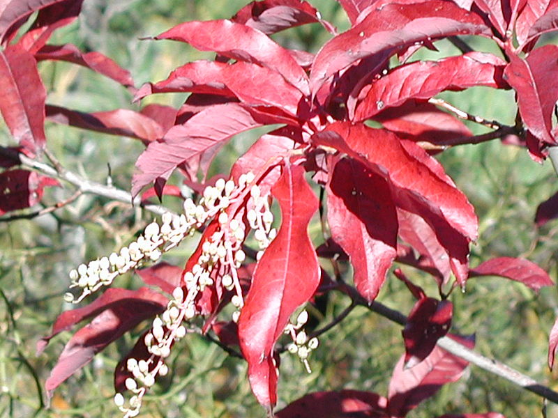 Oxydendrum_arboreum.JPG