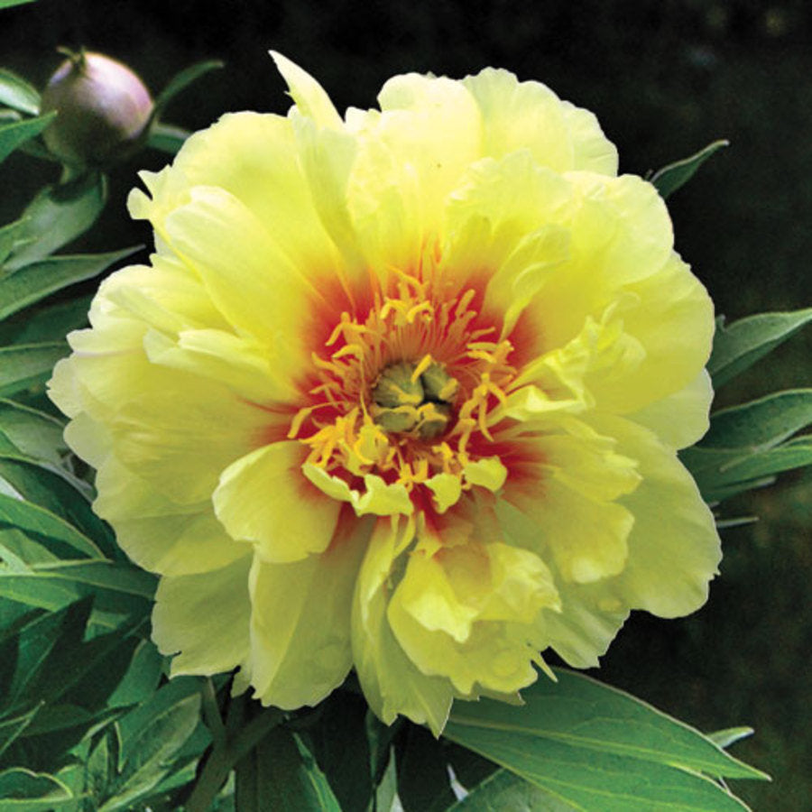 PAEONIA_BARTZELLA_YELLOW.jpg