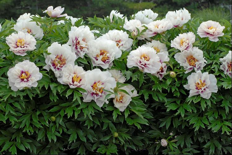 PAEONIA I CORA LOUISE  (PINK).jpg