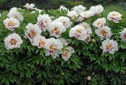 PAEONIA I CORA LOUISE  (PINK).jpg