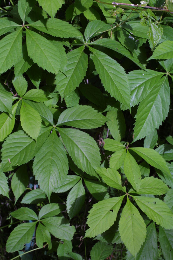 PARTHENOCISSUS QUINQUEFOLIA.JPG