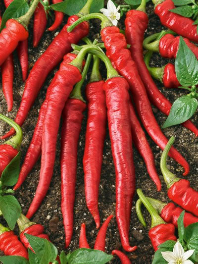 PEPPER%20CAYENNE%20LONG%20SLIM[1].jpg