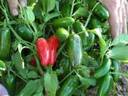 PEPPER%20JALAPENO[1].jpg