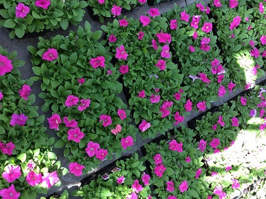 PETUNIA%20PRETTY%20GRAND%20DEEP%20PINK%2036-FLAT[1].jpg