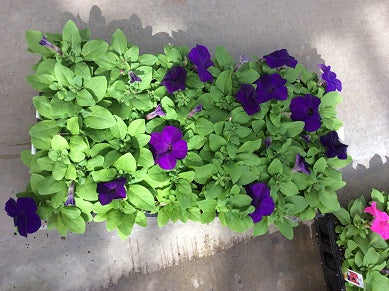 PETUNIA%20PRETTY%20GRAND%20MIDNIGHT%2036-FLAT[2].jpg