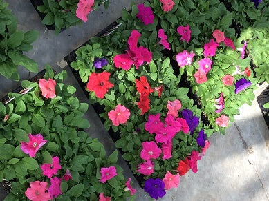 PETUNIA%20PRETTY%20GRAND%20MIX%2036-FLAT[1].jpg