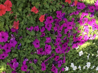PETUNIA%20PRETTY%20GRAND%20VIOLET%2036-FLAT[1].jpg
