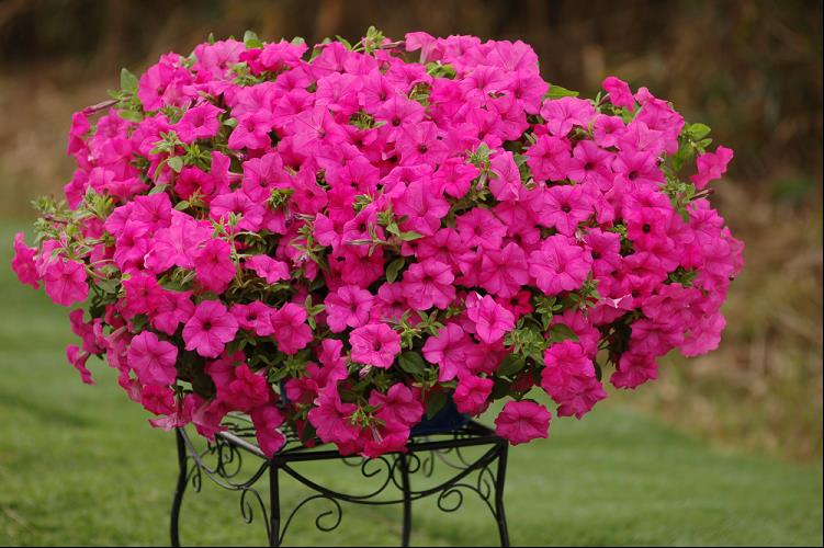 PETUNIA SUMO PINK.jpg