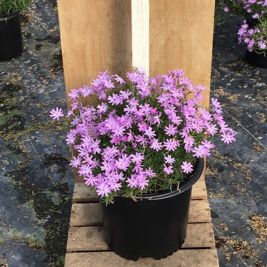 PHLOX-BEDAZZLED_LAVENDER.jpg