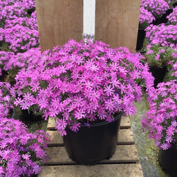 PHLOX-BEDAZZLED_PINK.jpg