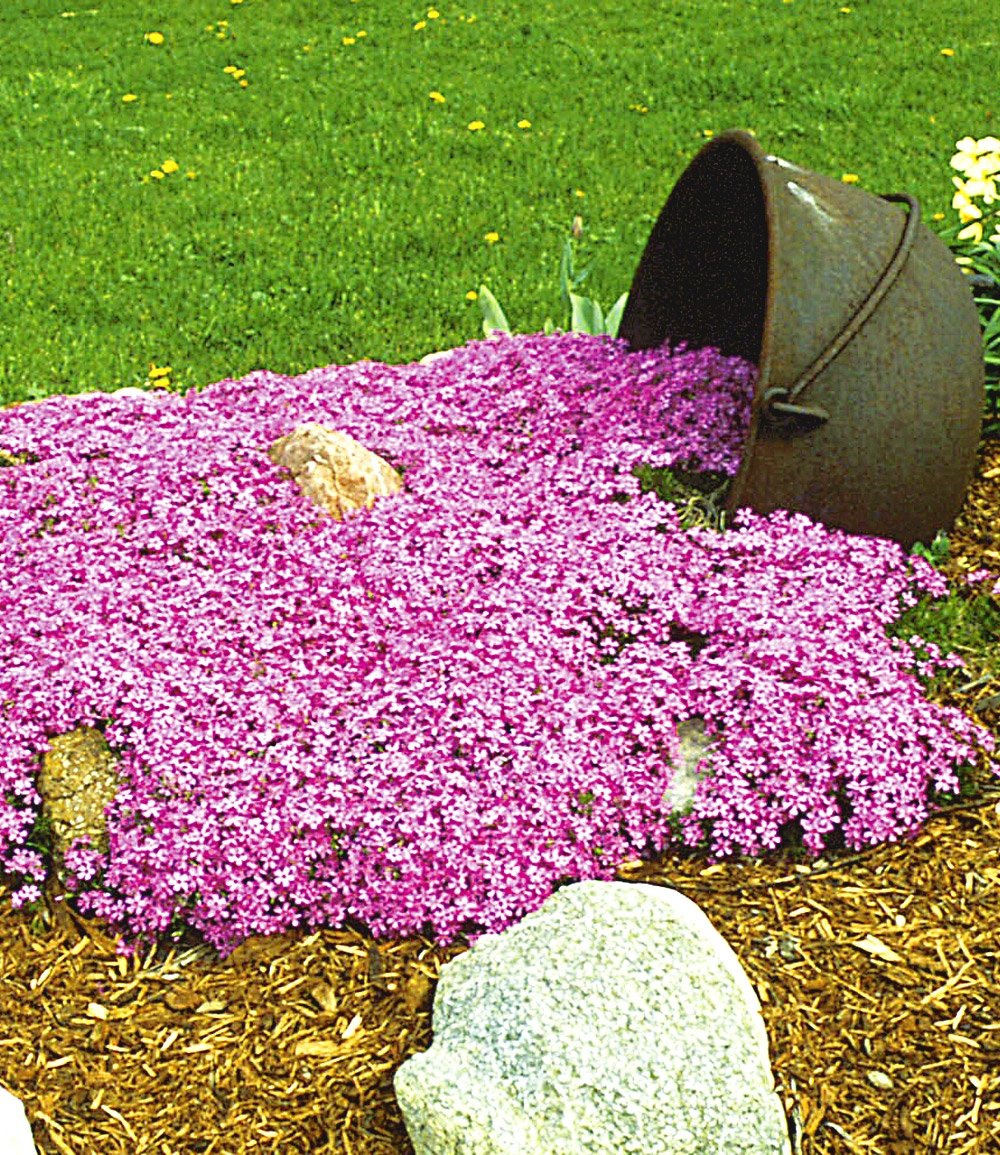 PHLOX_EMERALD_PINK.jpg