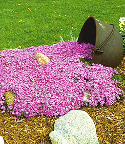 PHLOX_EMERALD_PINK.jpg