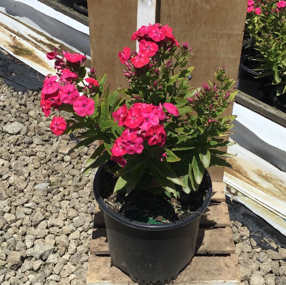 PHLOX PAN. 'FLAME CERISE'  19CM2.jpg
