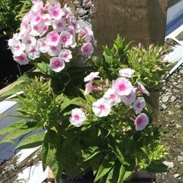PHLOX PAN. 'FLAME PRO BABYDOLL'  19CM3.jpg