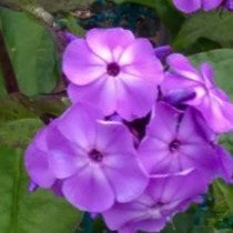 PHLOX PAN. 'FLAME lilac2.jpg