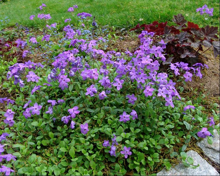 PHLOX STOL. SHERWOOD PURPLE.jpg