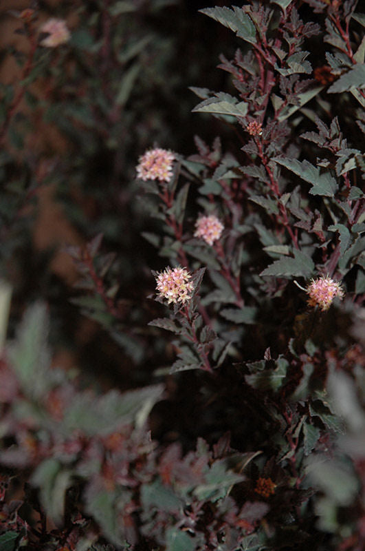 PHYSOCARPUS_LITTLE_DEVIL.jpg