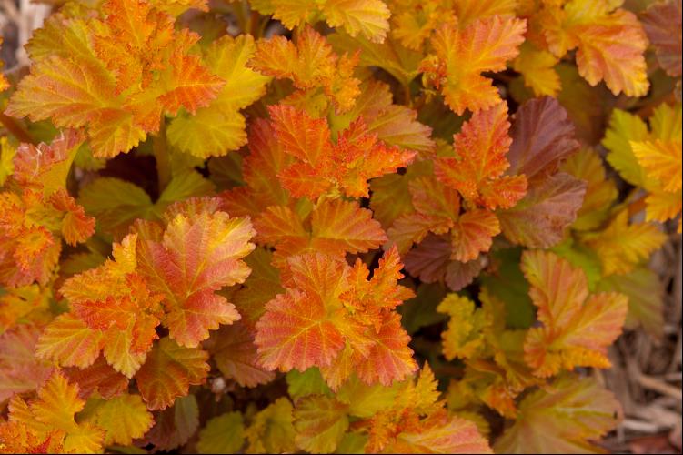 PHYSOCARPUS OPULIFOLIUS JEFAM.jpg