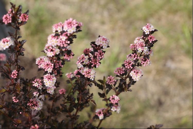 PHYSOCARPUS OPULIFOLIUS SMPOTW.jpg